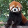 Red panda 9