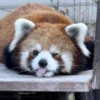 Red panda 10