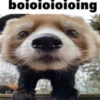 Red panda 11