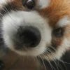 Red panda 12