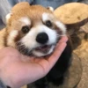 Red panda 13