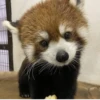 Red panda 14