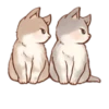 Kitten daily 🐈 8