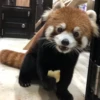 Red panda 15