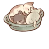 Kitten daily 🐈 10