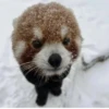 Red panda 16