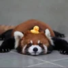 Red panda 17