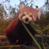 Red panda 18