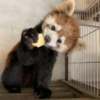 Red panda 19