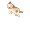Kitten daily 🐈 13