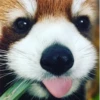 Red panda 20