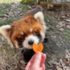 Red panda 21