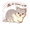 Kitten daily 🐈 15