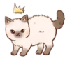 Kitten daily 🐈 16