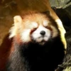 Red panda 22