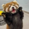 Red panda 23