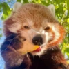 Red panda 24