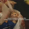 Suicide cats 5