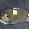 Suicide cats 6