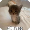 lol 5