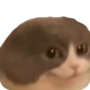 Funny animals 5