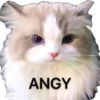 Funny animals 6