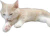 Kisunya_the_cat_Queen 8