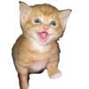 Funny animals 7