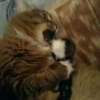 Suicide cats 8