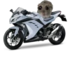 Mavka Hamster 9