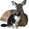 Kisunya_the_cat_Queen 10