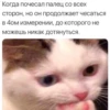 Suicide cats 10