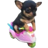 Funny animals 8