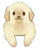 Golden Retriever Puppy 1-3 9