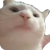 Funny animals 9