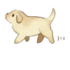 Golden Retriever Puppy 1-3 10