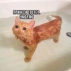 Suicide cats 12