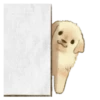 Golden Retriever Puppy 1-3 11