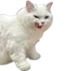 Kisunya_the_cat_Queen 12