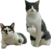 Kisunya_the_cat_Queen 13