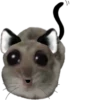 Mavka Hamster 15