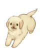 Golden Retriever Puppy 1-3 12