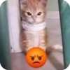 lol 12
