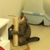 Suicide cats 13