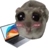Mavka Hamster 18