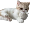 Kisunya_the_cat_Queen 14