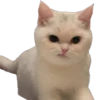 Kisunya_the_cat_Queen 15