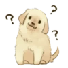 Golden Retriever Puppy 1-3 13
