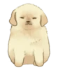Golden Retriever Puppy 1-3 14