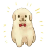 Golden Retriever Puppy 1-3 15
